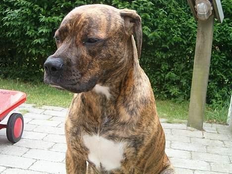 Amerikansk bulldog Luka billede 6