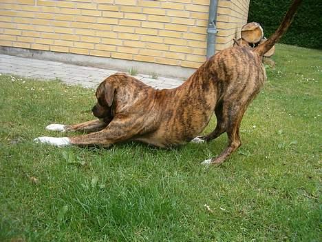 Amerikansk bulldog Luka billede 7