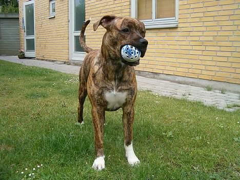 Amerikansk bulldog Luka billede 8