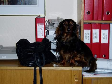 Dværggravhund Felix - Jeg har lige lusket mig op på reolen for at passe på mors taske billede 12