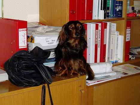 Dværggravhund Felix - Jeg har lige lusket mig op på reolen for at passe på mors taske  billede 13