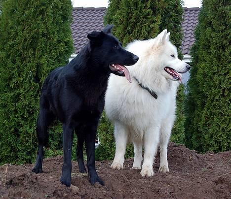 Samojedhund Gismo  - Foto: Nmf (2006) billede 6