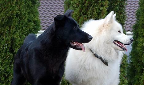 Samojedhund Gismo  - Foto: Nmf (2006) billede 7