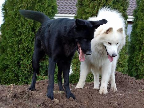 Samojedhund Gismo  - Foto: Nmf (2006) billede 8