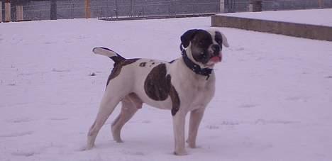 Amerikansk bulldog Herman -Sov godt skat-RIP billede 11