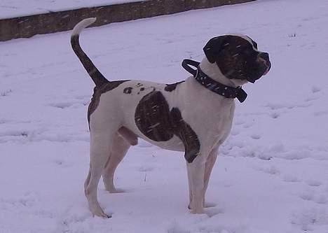 Amerikansk bulldog Herman -Sov godt skat-RIP billede 12