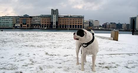 Amerikansk bulldog Herman -Sov godt skat-RIP billede 13