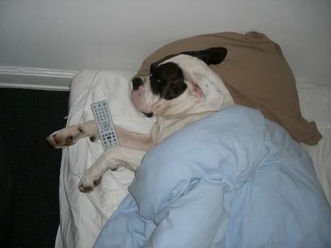 Amerikansk bulldog Herman -Sov godt skat-RIP billede 14