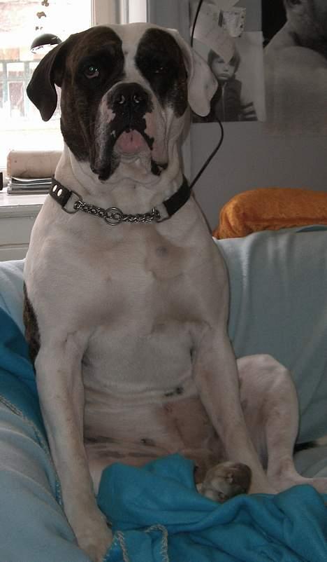 Amerikansk bulldog Herman -Sov godt skat-RIP billede 15