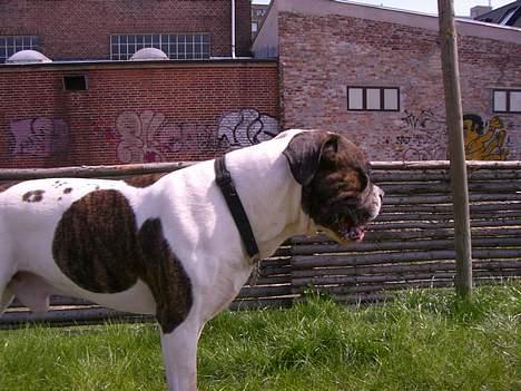 Amerikansk bulldog Herman -Sov godt skat-RIP billede 16