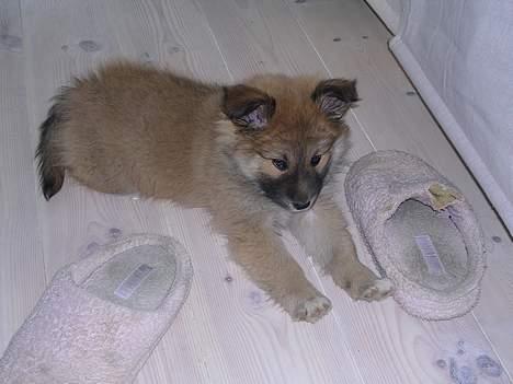 Islandsk fårehund Mysla (udtales "Misla") - Er altså ikk mig som har bidt sko´ene i stykker :-) billede 11