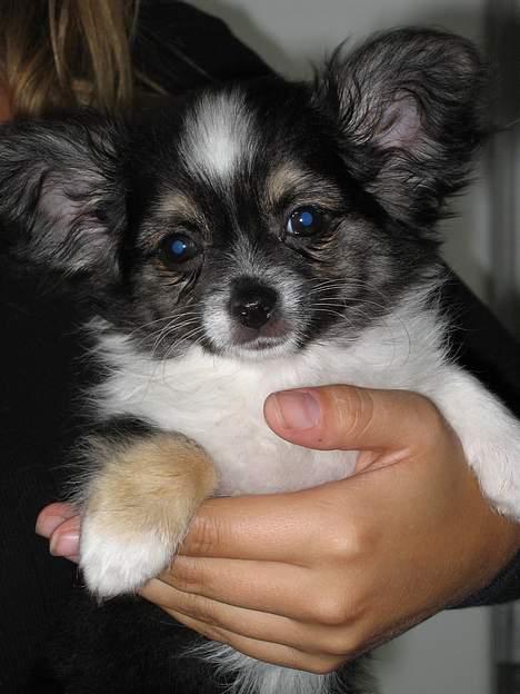 Chihuahua Frans - Se hvor fin jeg er, 11 uger gammel! billede 1