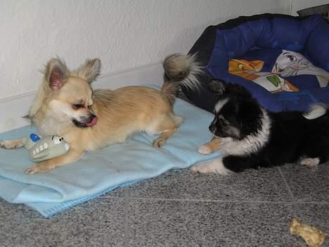 Chihuahua Frans - min bedste fætter Georg og mig! billede 2