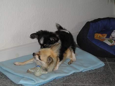 Chihuahua Frans - Jeg er ret moden af min alder! billede 3