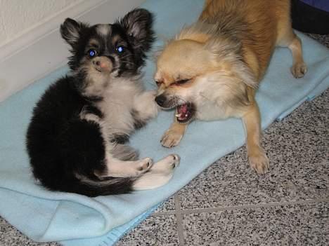 Chihuahua Frans - Det ser voldsomt ud, men vi slås altså kun for sjov....hihi billede 5