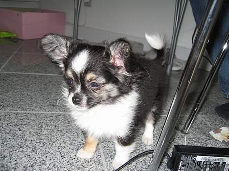 Chihuahua Frans - Er lige vågnet...puha..lidt træt billede 6