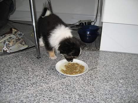 Chihuahua Frans billede 7