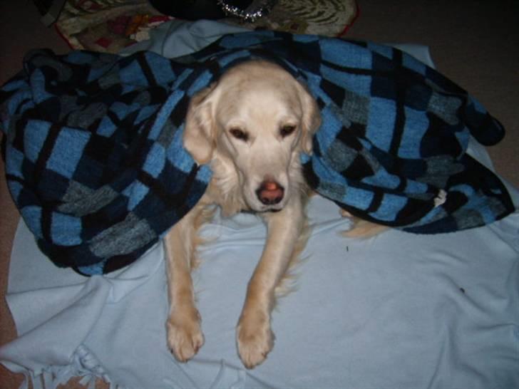 Golden retriever lady billede 1