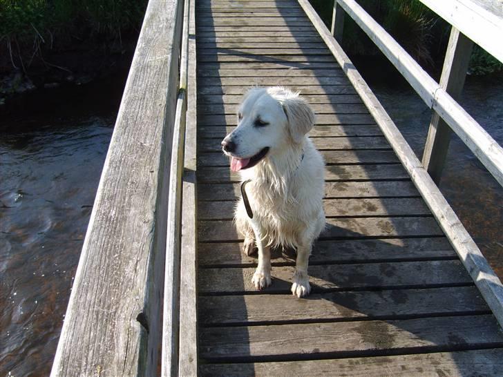 Golden retriever lady billede 4
