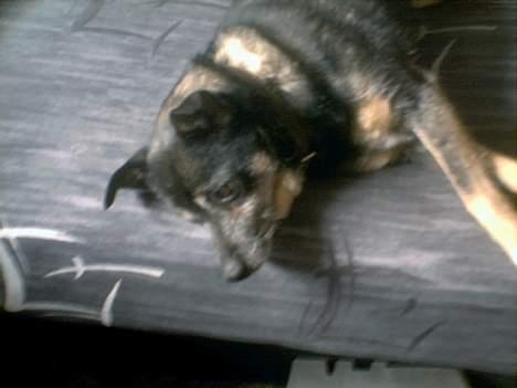 Blanding af racer Lady R.I.P - den skøre slapper af :) <3 billede 11