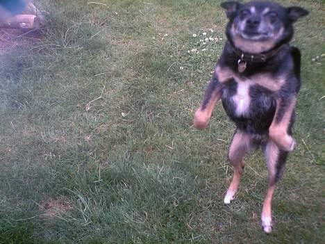 Blanding af racer Lady R.I.P - den skøre . <3 billede 12