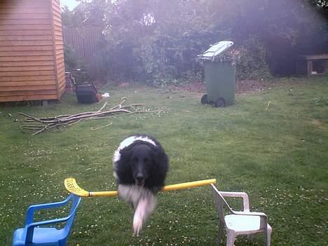 Collie langhåret Bamse billede 13