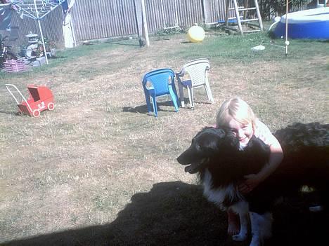 Collie langhåret Bamse - Nadia & Bamse . :) billede 14