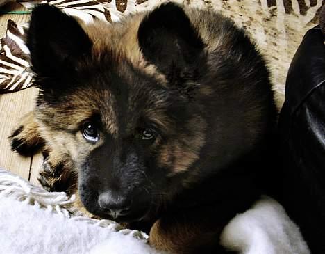 Eurasier Ankerstjernes C-Anouk - 11 uger billede 4