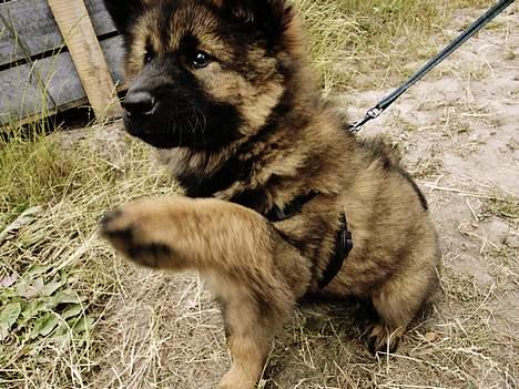 Eurasier Ankerstjernes C-Anouk - 11 uger billede 5