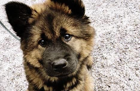 Eurasier Ankerstjernes C-Anouk - 11 uger billede 6