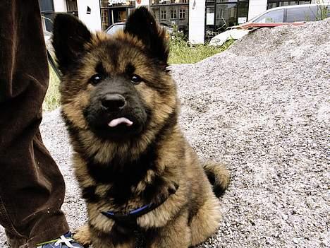 Eurasier Ankerstjernes C-Anouk - 11 uger billede 7