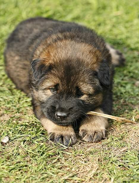 Eurasier Ankerstjernes C-Anouk - 5 uger billede 8