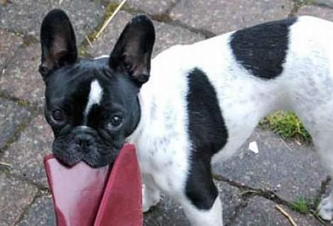 Fransk bulldog Alberte (Bobine's Tammi) billede 5