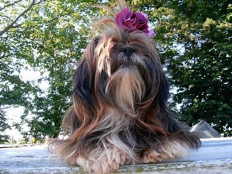 Lhasa apso  LAUNA  - hvorfor svæver der vat totter  rundt oppe på himlen? billede 3