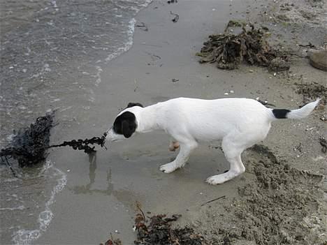 Jack russell terrier Hannibal - Mere tang... billede 17
