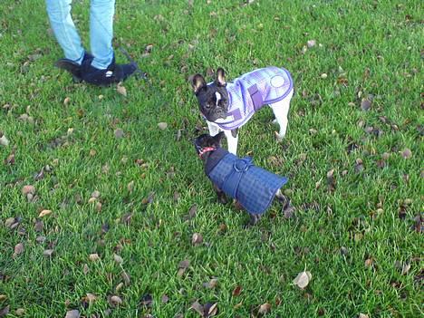 Fransk bulldog Alberte (Bobine's Tammi) billede 6