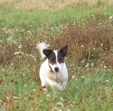 Jack russell terrier Hannibal - Coming!!! billede 18