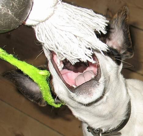 Jack russell terrier Hannibal - HAAARPS! billede 19