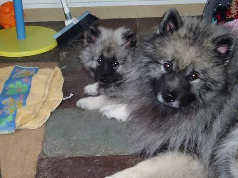 Keeshond keeshos dixi - Ja så er jeg jo snart 3 mdr,og jeg elsker at drille min storbror billede 10