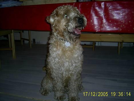Irish softcoated wheaten terrier Tucky - sidder bare og kigger billede 12