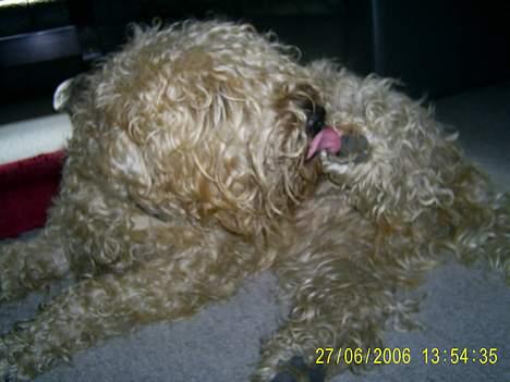 Irish softcoated wheaten terrier Tucky - Slikker lige min Pote .. den var blevet beskidt,, billede 13