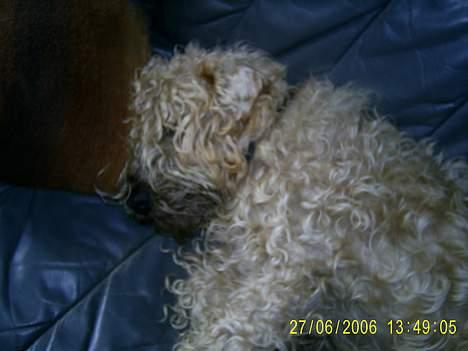 Irish softcoated wheaten terrier Tucky - jeg har bare fået lov til a sove i mors sofa . det må Rumle bare ikk billede 14