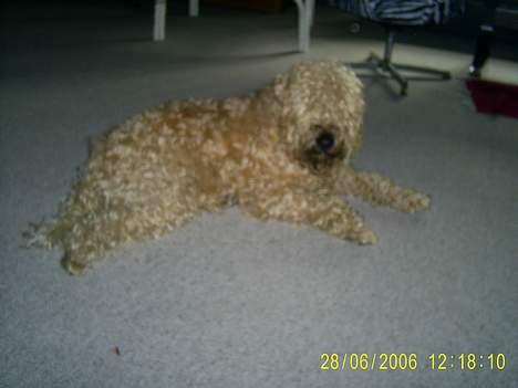 Irish softcoated wheaten terrier Tucky - Ligger bare og slapper lidt a efter en lang cykel tur billede 15