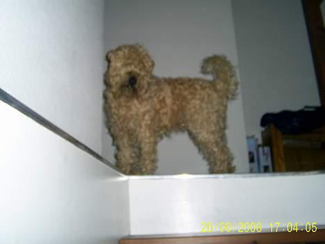 Irish softcoated wheaten terrier Tucky - Står og kigger ned på mor som står og tager billeder a mig fra trappen.. billede 16