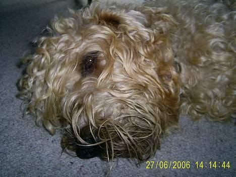 Irish softcoated wheaten terrier Tucky - Jeg ligger og viler mig, billede 17