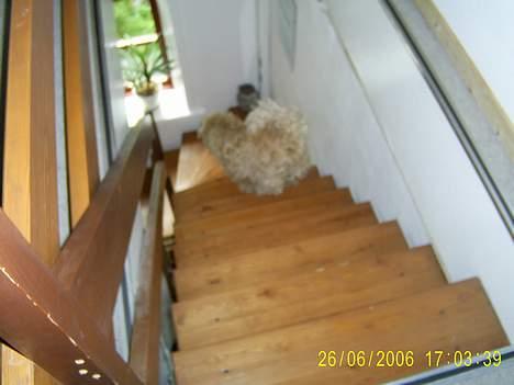 Irish softcoated wheaten terrier Tucky - Det er så mig der lige flygter væk fra kamerat.. billede 18