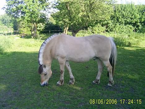Irish softcoated wheaten terrier Tucky - Det her er så den store udgave a mig.. Ser rigtig meget op til dig Rumle.. du er jo min store bror billede 19