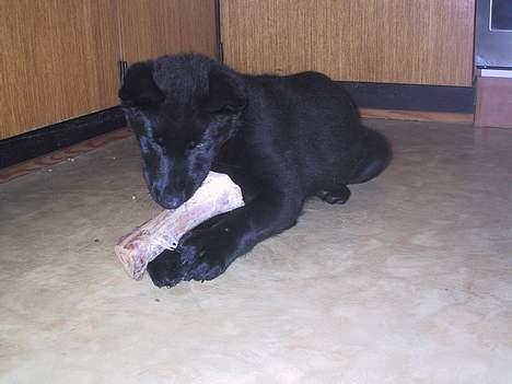 Schæferhund Ni-busa's Chaggie *Død* - Jubii et stort ben... =0) billede 10