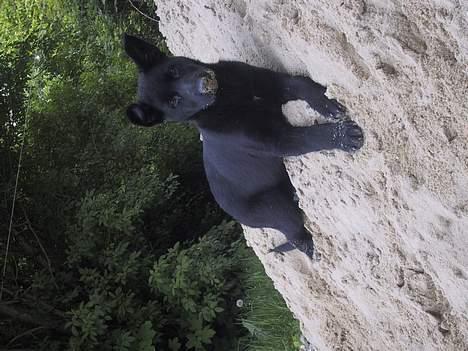 Schæferhund Ni-busa's Chaggie *Død* - "Har jeg sand på næsen??" billede 11