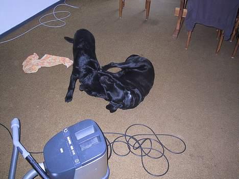 Schæferhund Ni-busa's Chaggie *Død* - I fuld gang med at kanøfle Chica-bomskrald... billede 12